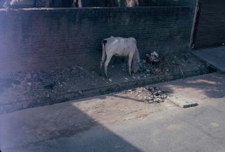 Une vache dans le passage