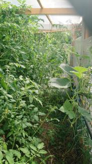 Tomatoes & cucumbers